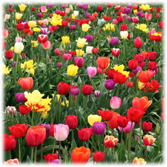 Touch Of Eco Mixed Double Late Blooming Tulip Flowers (10 Bulbs)