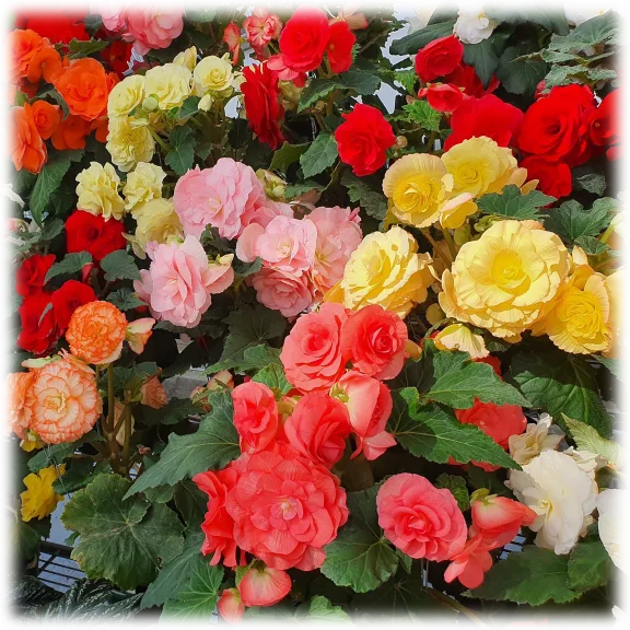 Giant Blooming Begonia Flowers (3 Bulbs)