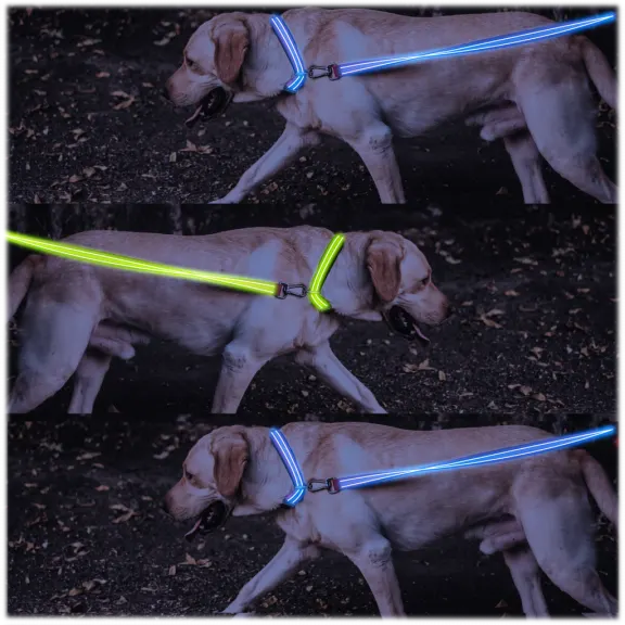 4ID LED Dog Leash and Collar