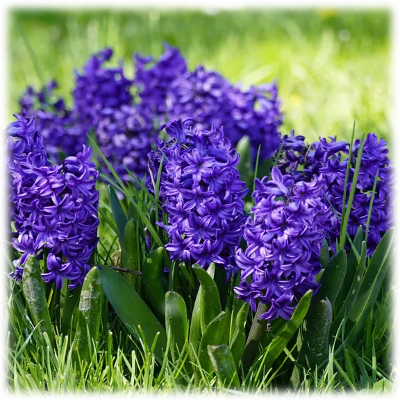 Touch Of Eco Blue Tango Hyacinth Flowers (12 Bulbs)