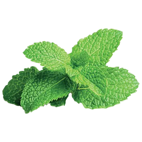 Click and Grow Peppermint Plant Pods