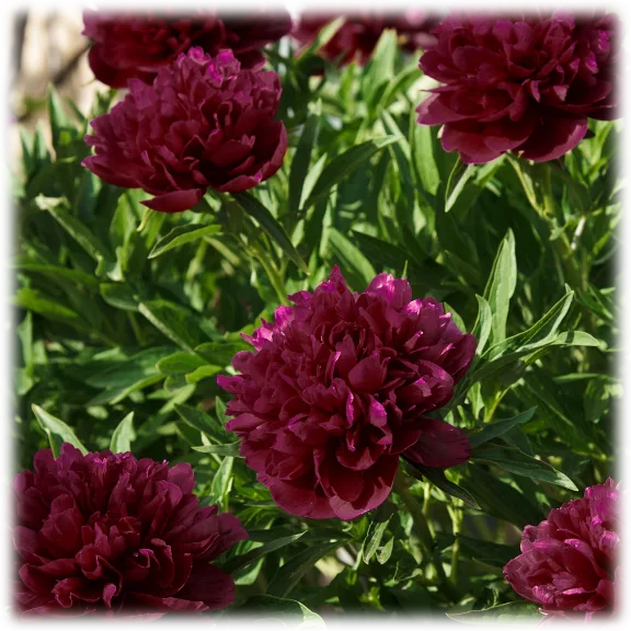 Touch Of Eco Peony (Black Raspberry, 3 Bulbs)