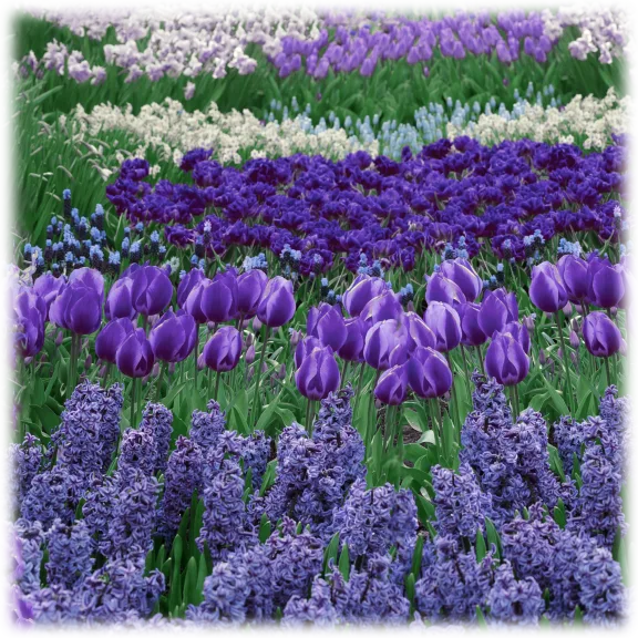 Touch Of Eco 40-Bulb Blue Flower Garden Bulb Collection