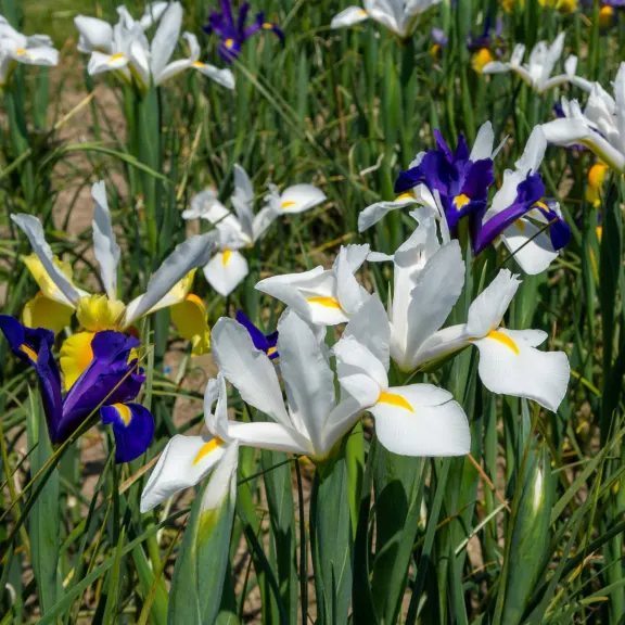 45-Pack: Touch Of ECO Darling Dutch Iris Mix Flower Bulbs