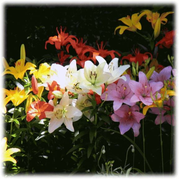10-Pack: Touch Of ECO Lilium Oohs & Aahs or Columbine Colorful Mixed Flower Bulb