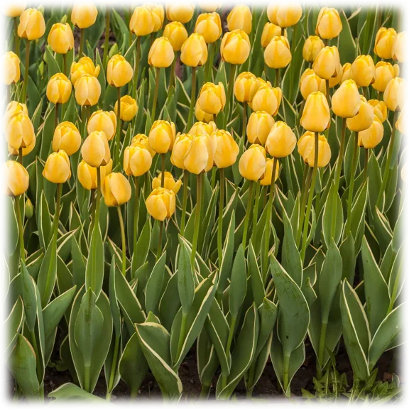 Touch Of Eco Giant Golden Sun Tulip Flowers (6 Bulbs)