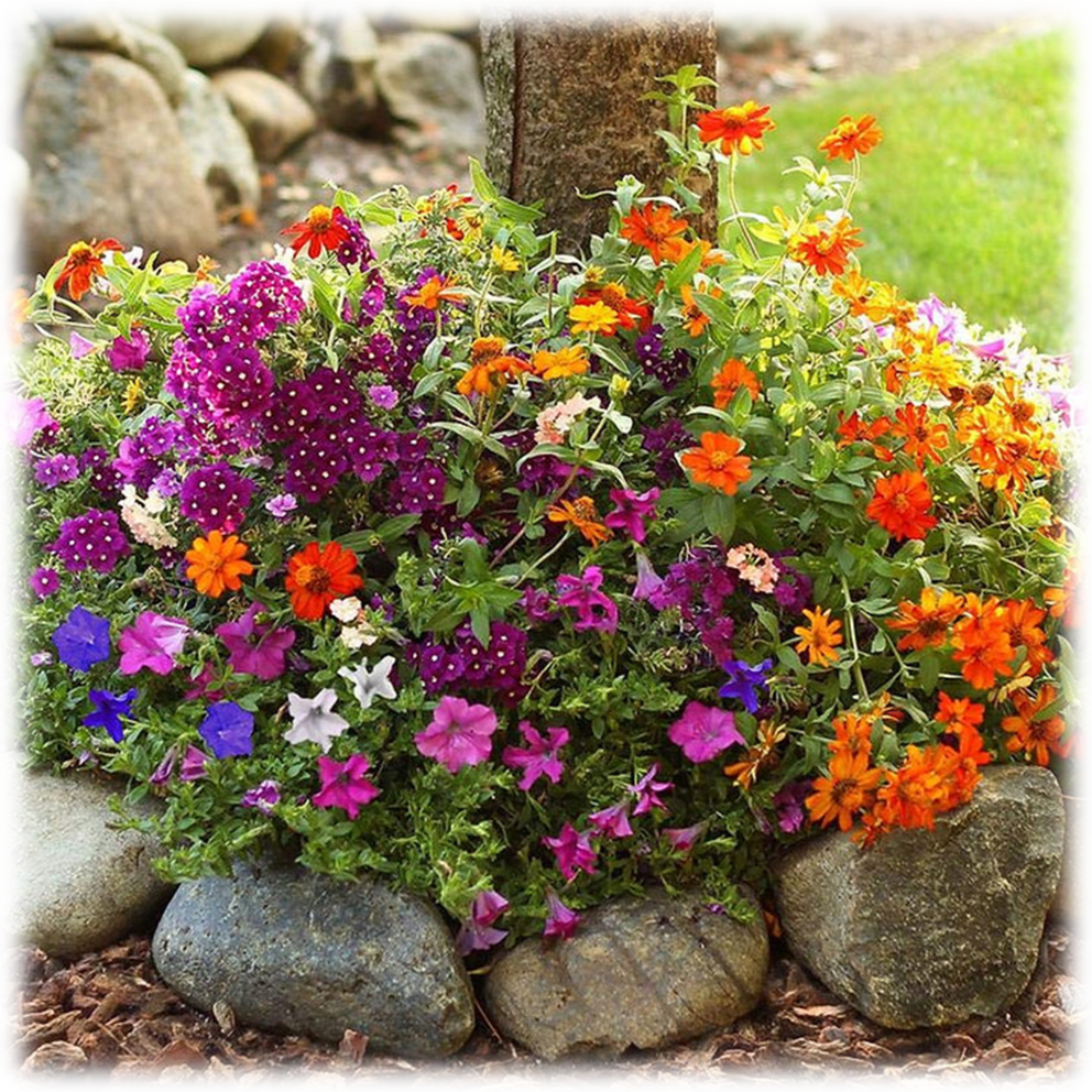 Sunny Annual