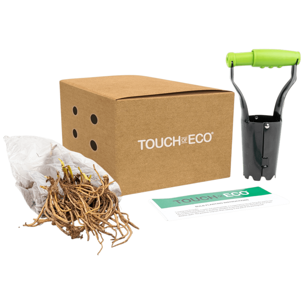 10 Bare Roots with Planting Tool