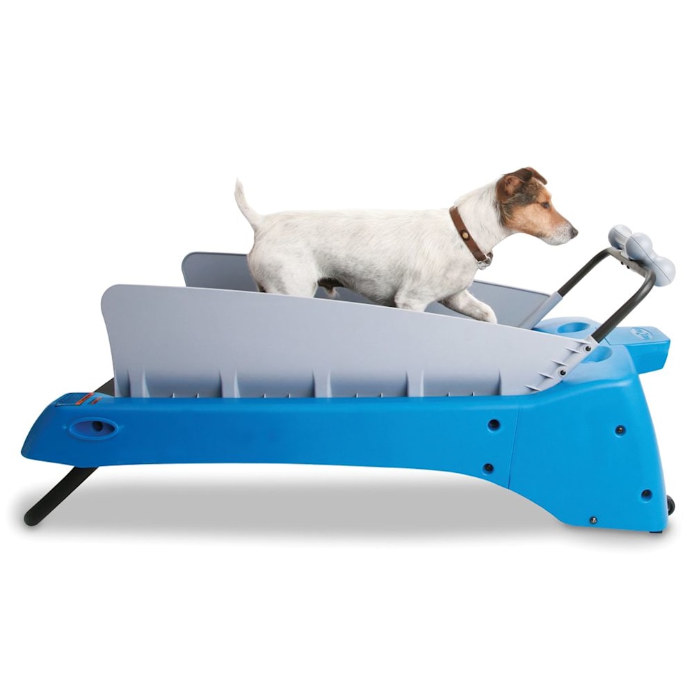 The Canine Treadmill