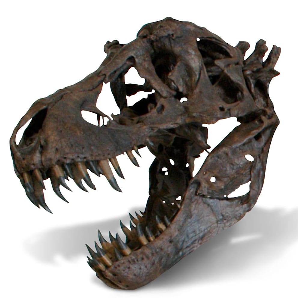 The Life Size Tyrannosaurus Skull