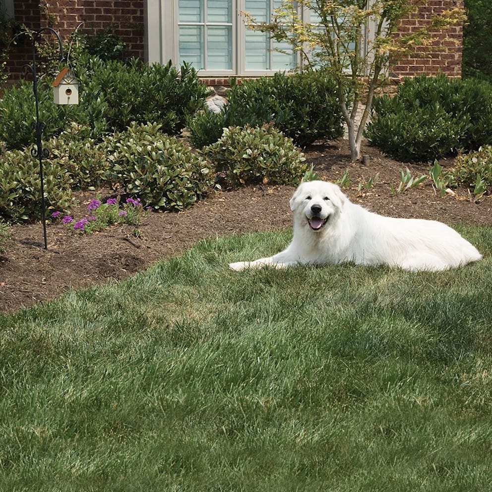 The Ultrasonic Barking Dog Deterrent