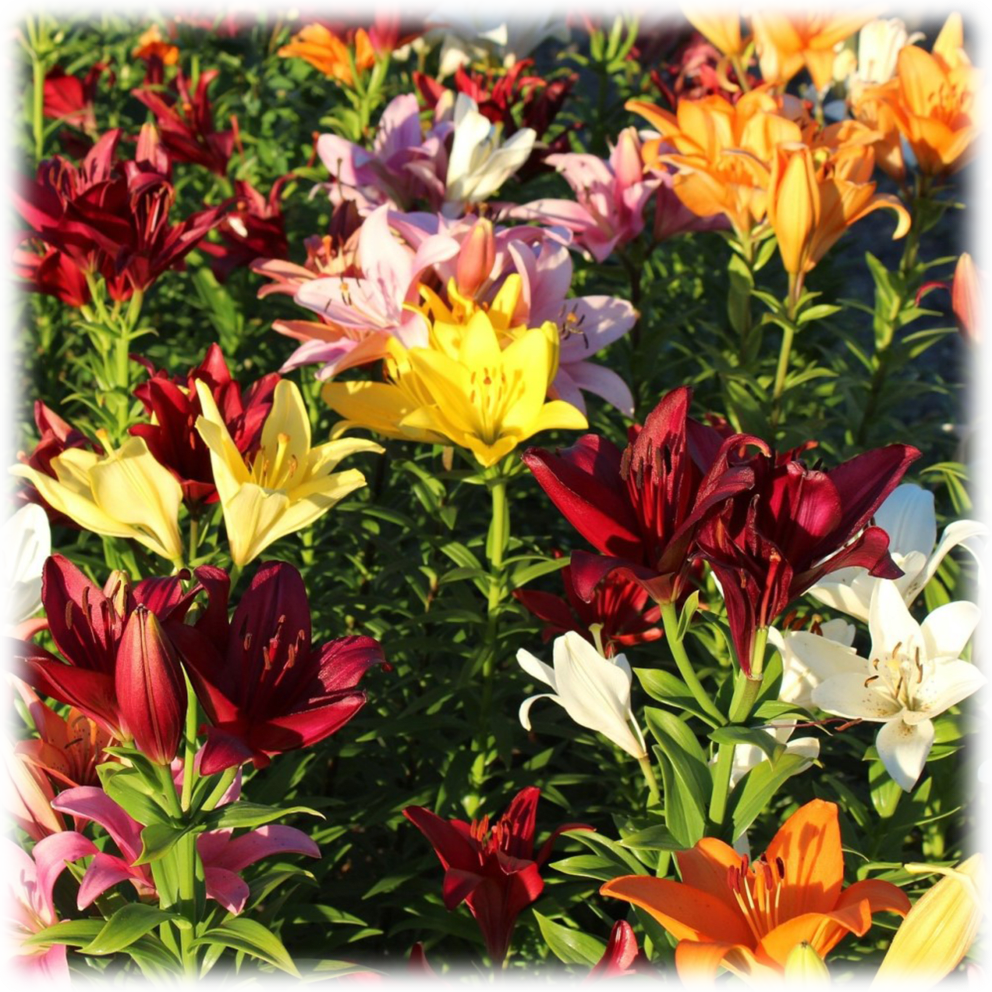 Lilium Oohs & Aahs Colorful Mixed Lily