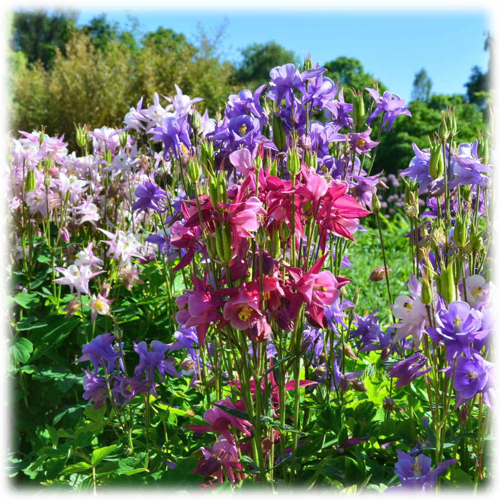 Mixed Colorful Columbine