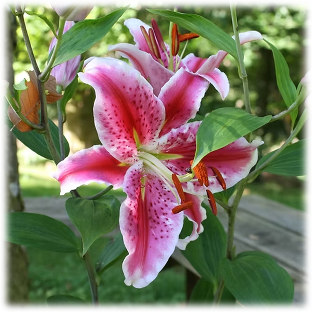 Giant Stargazer Lily