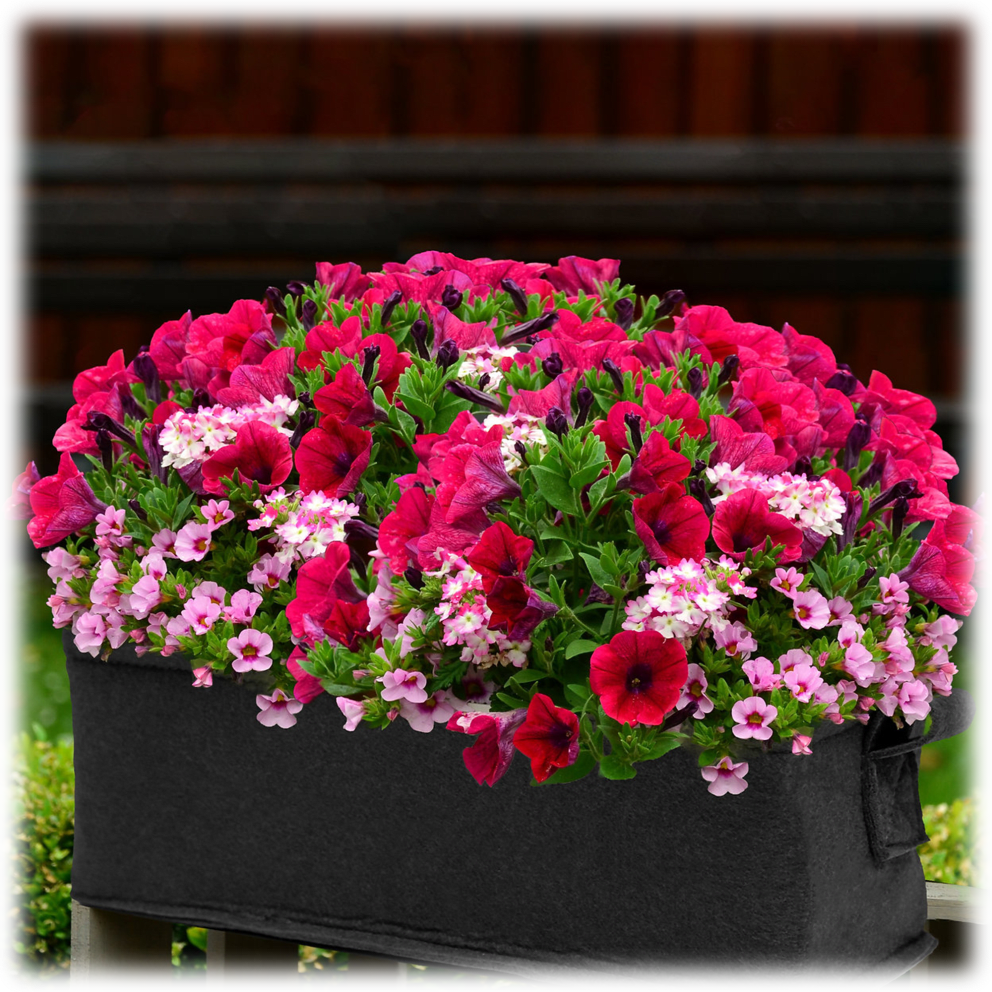 Petunia
