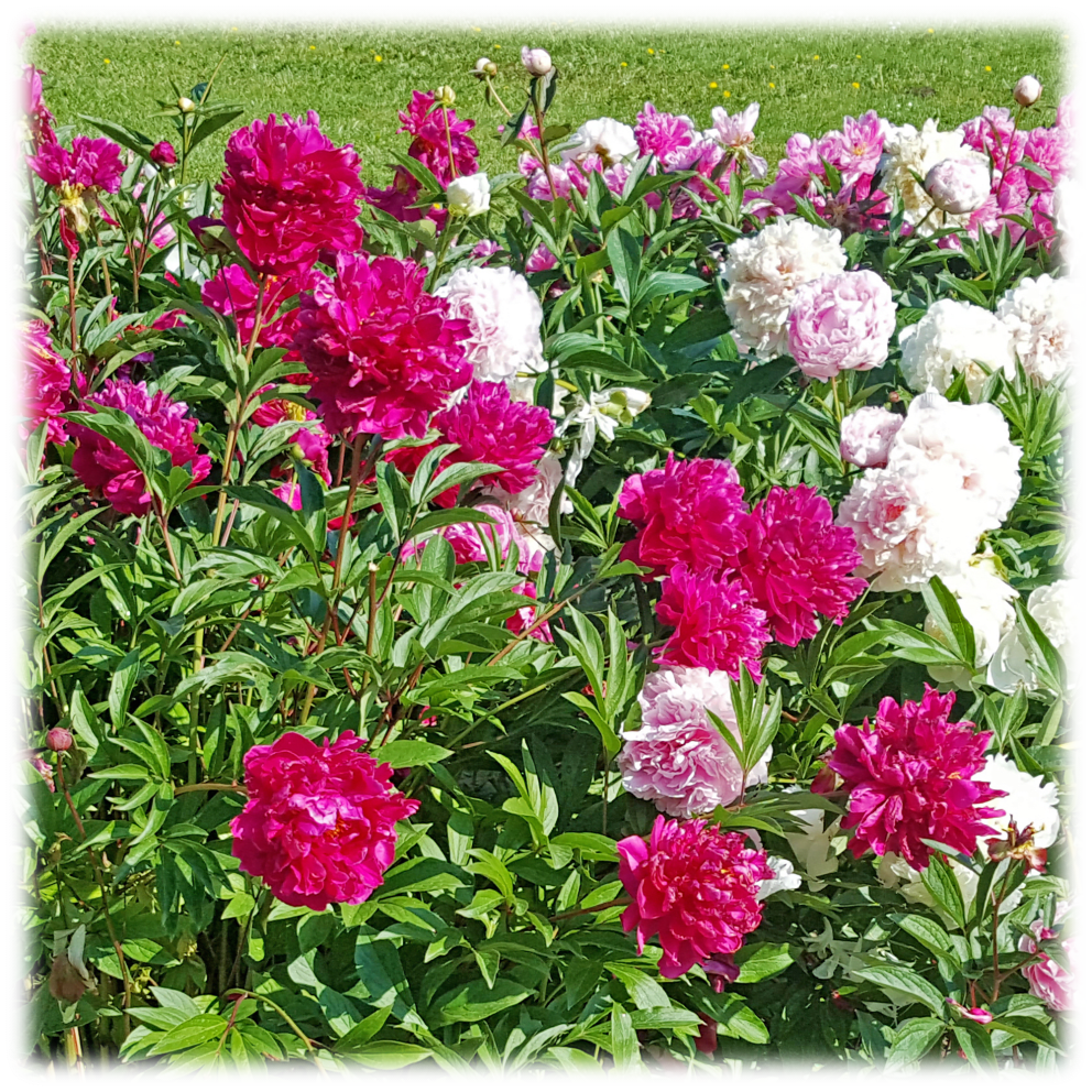Mixed Colorful Peony