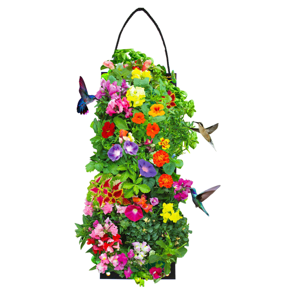 Hummingbird