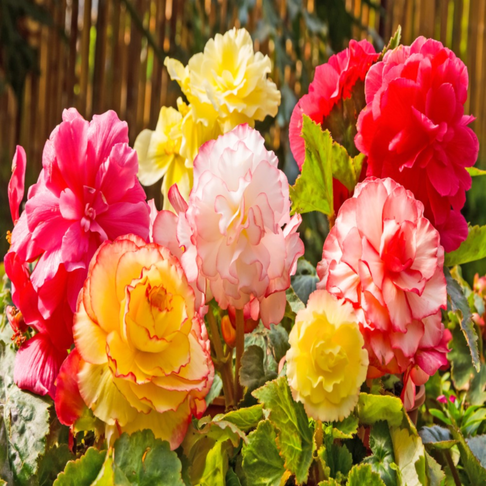 Giant Blooming Begonia