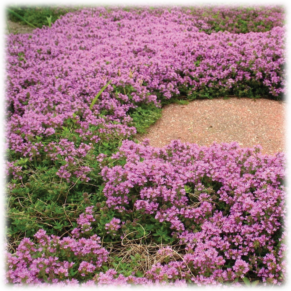 Creeping Thyme