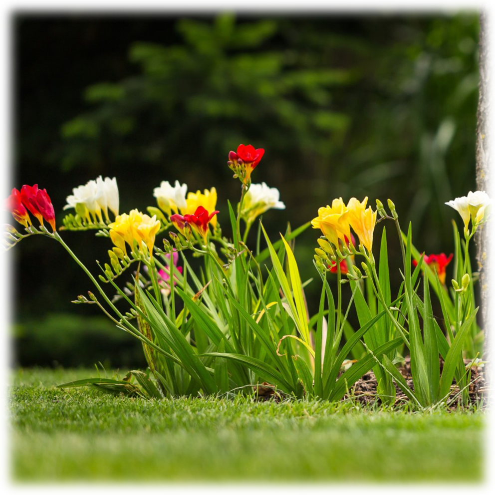 Famously Fragrant Colorful Mixed Freesia Flower