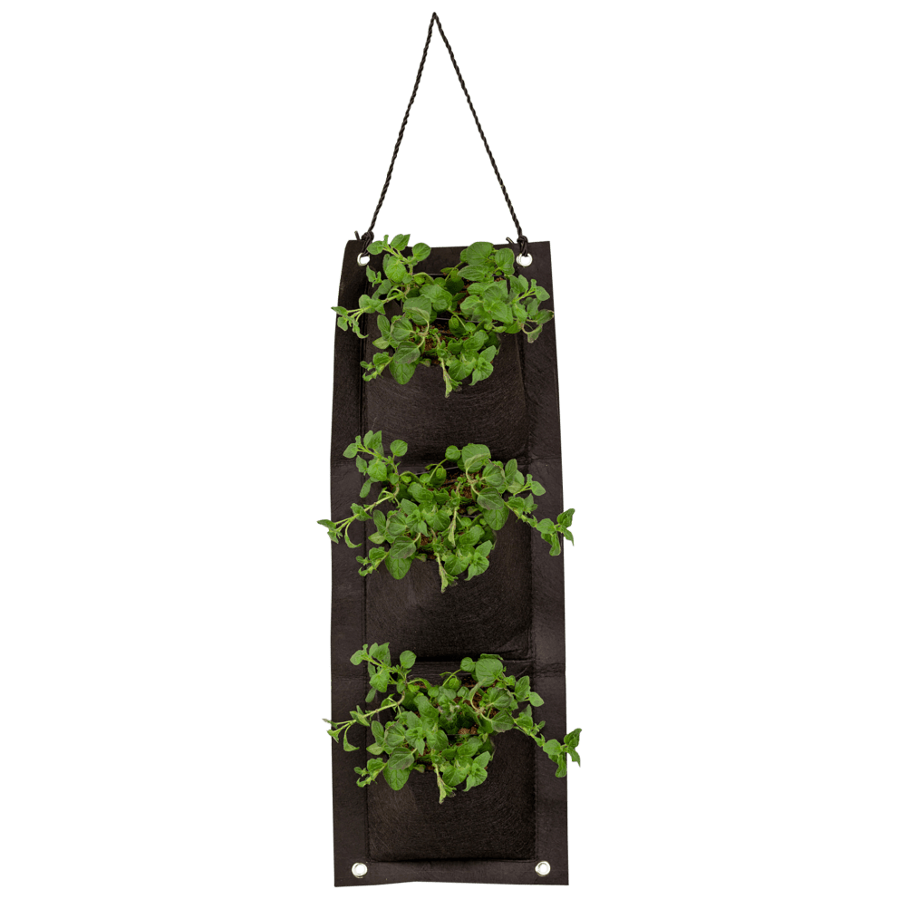 Organic Oregano