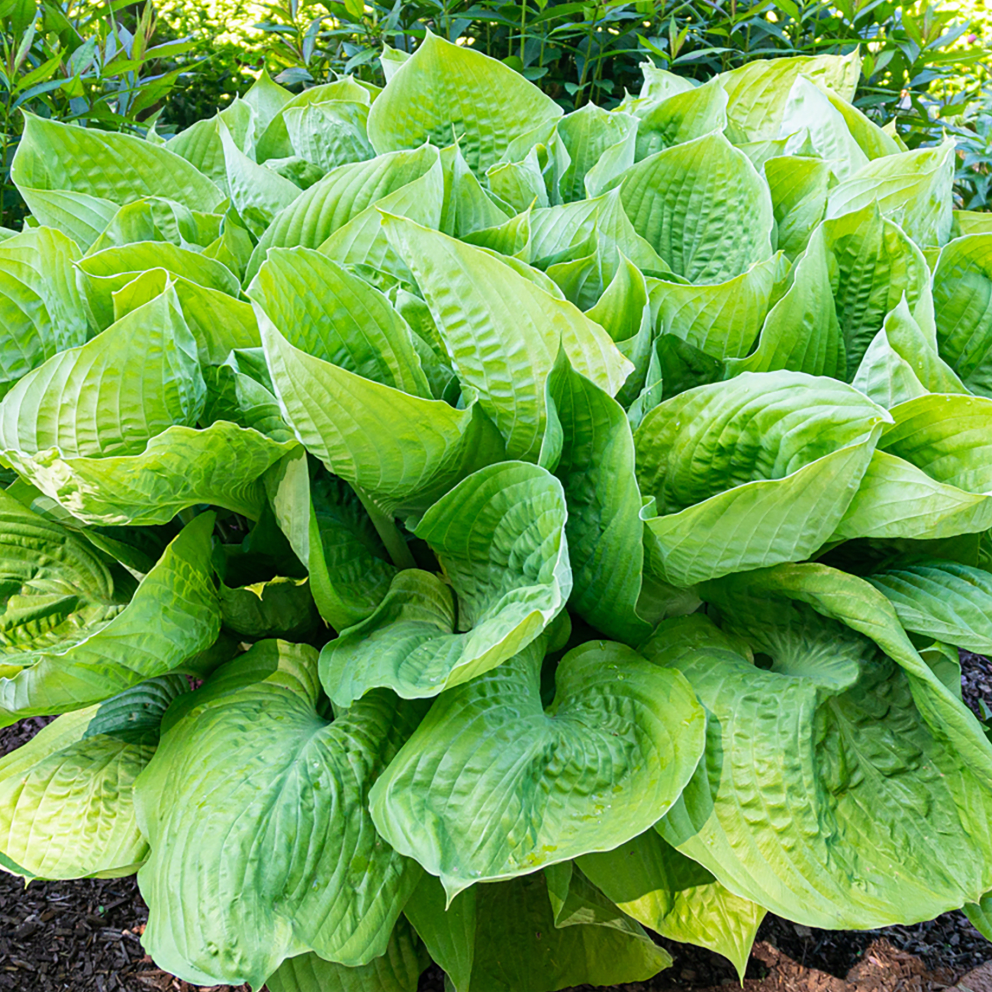 Giant Leaved Hosta