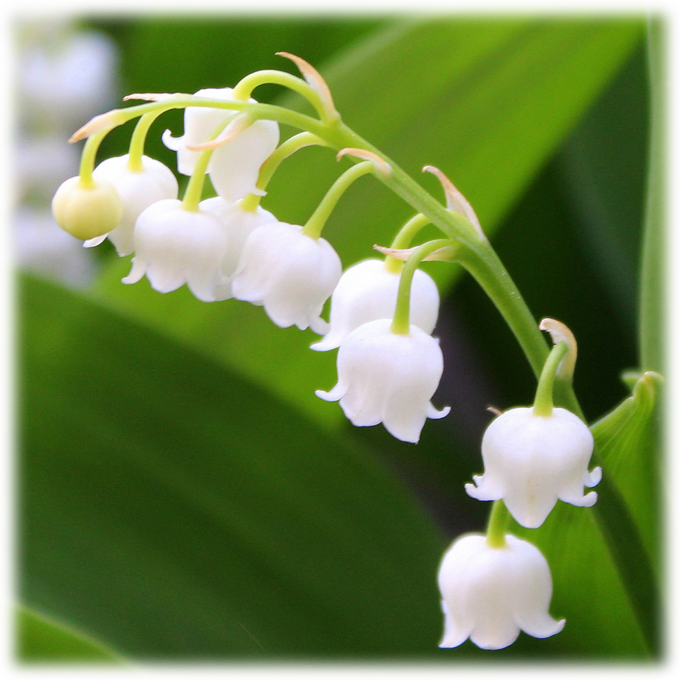 Lily Of The Valley