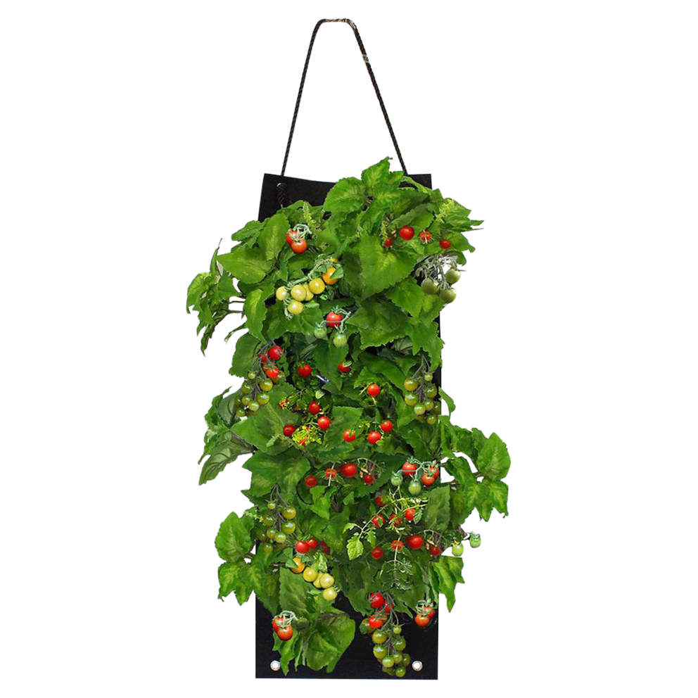 Organic Cherry Tomato