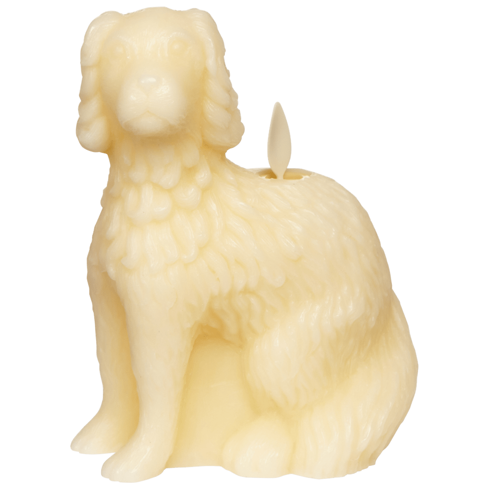 Staffordshire Spaniel in Cream