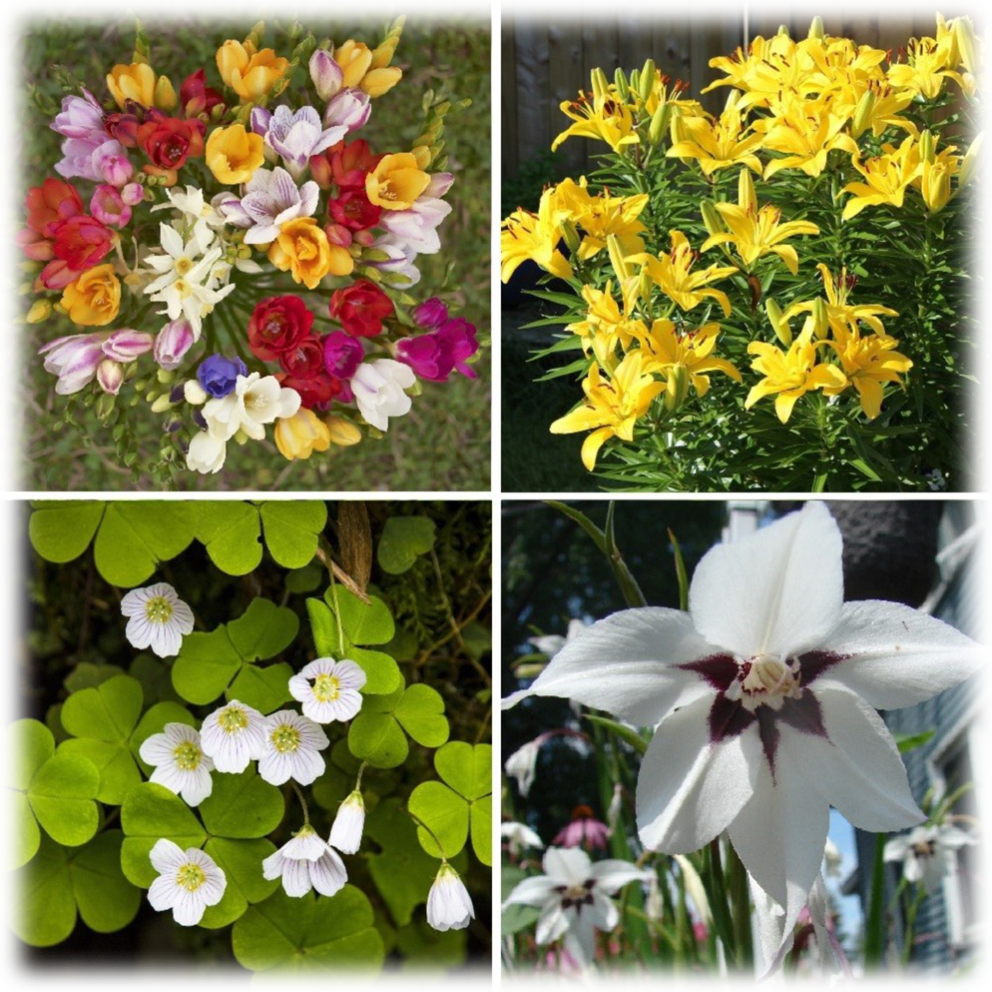 Summer Wedding Assorted Flower Bulbs