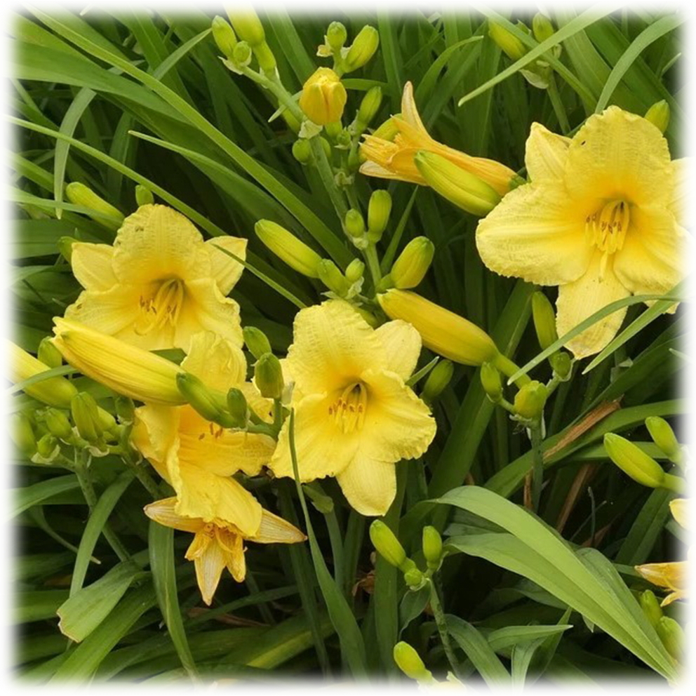 Stella D'Oro Daylily Flower