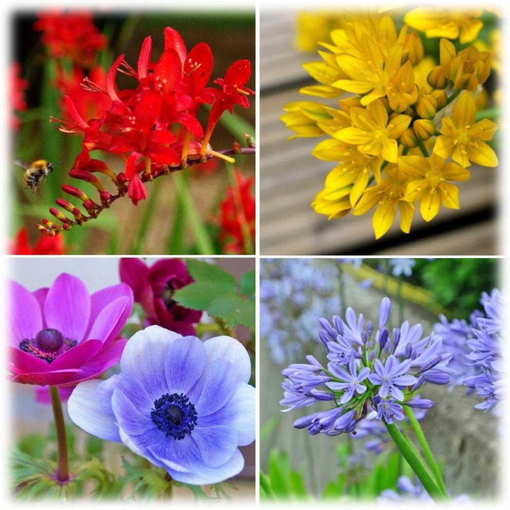 English Cottage Assorted Flower Bulbs