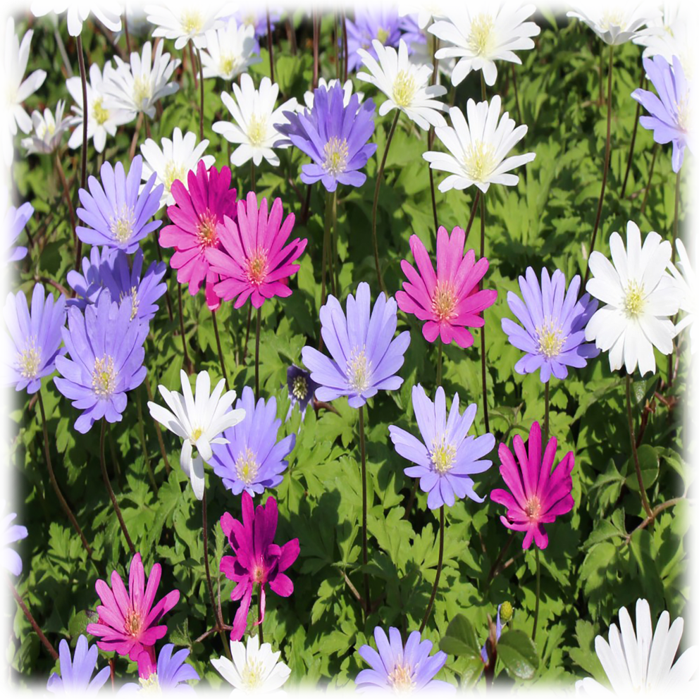 Anemone Blanda Colorful Mixed Flower