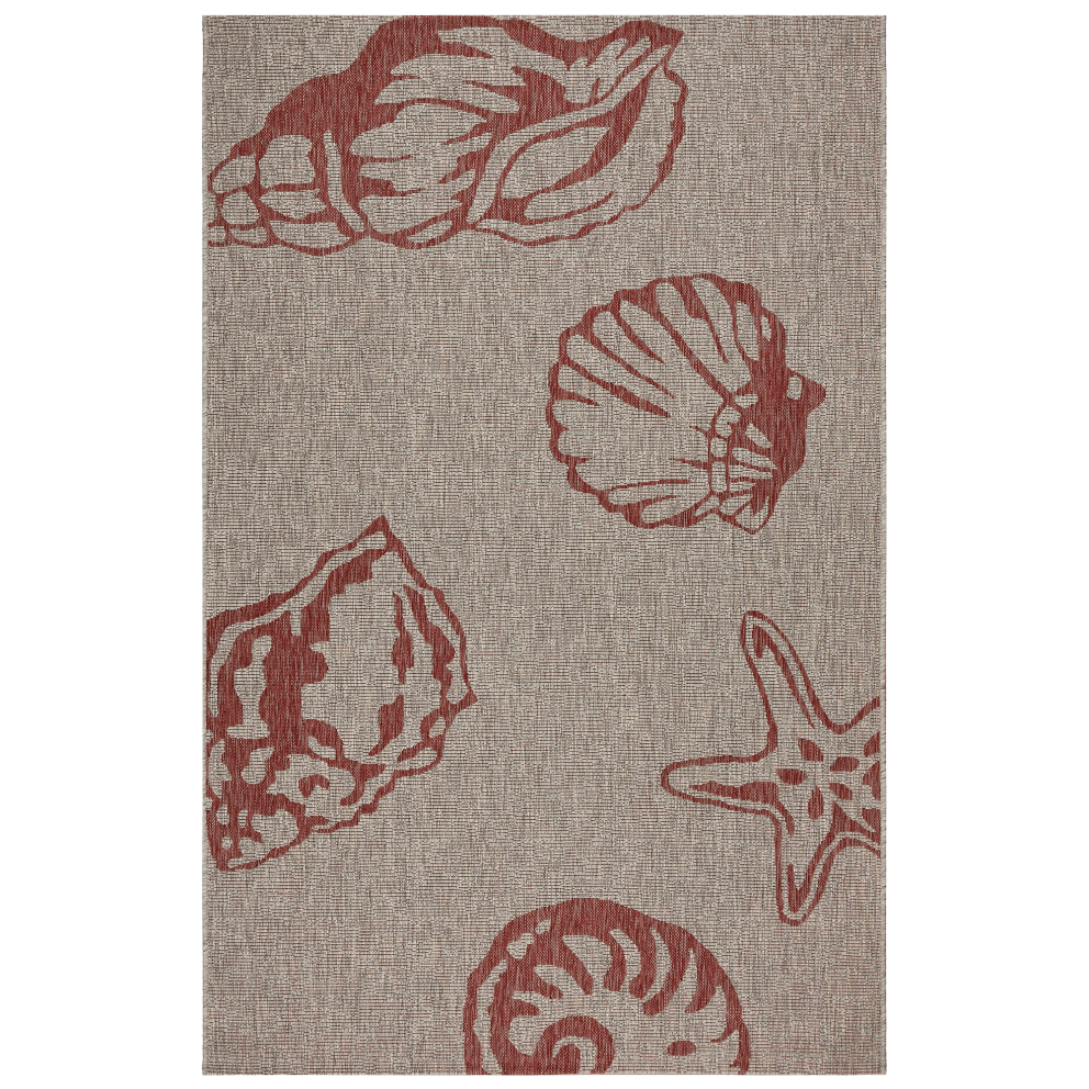 Seashell Collection