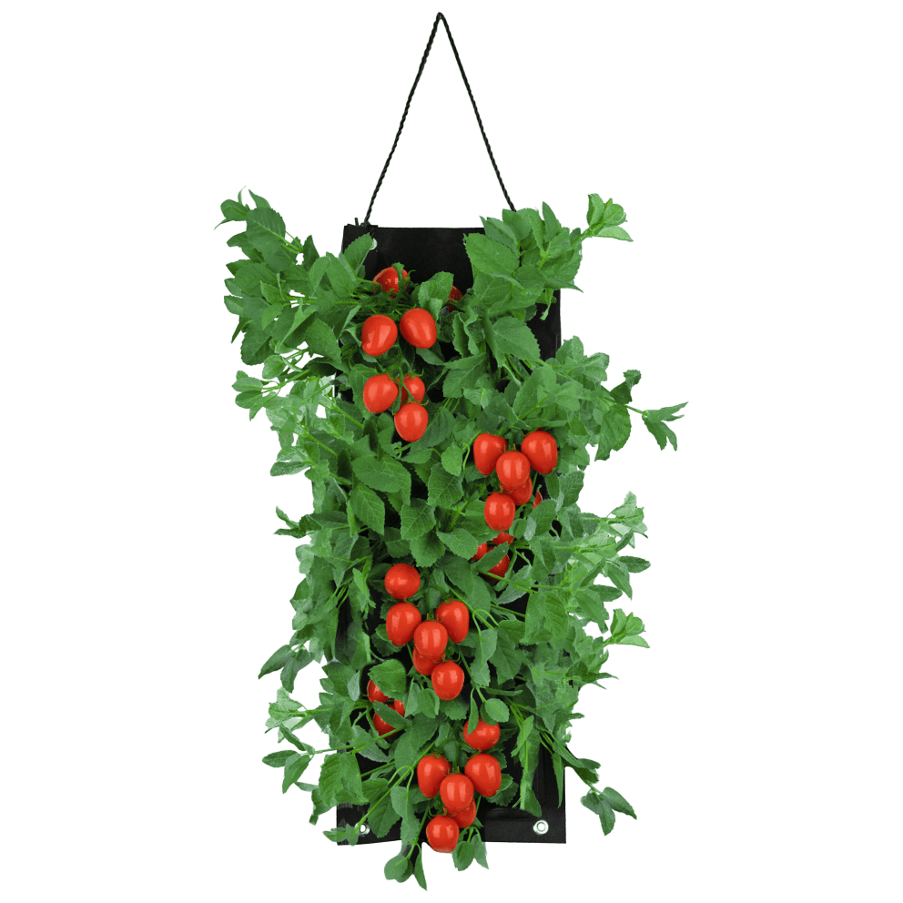 Organic Roma Tomato
