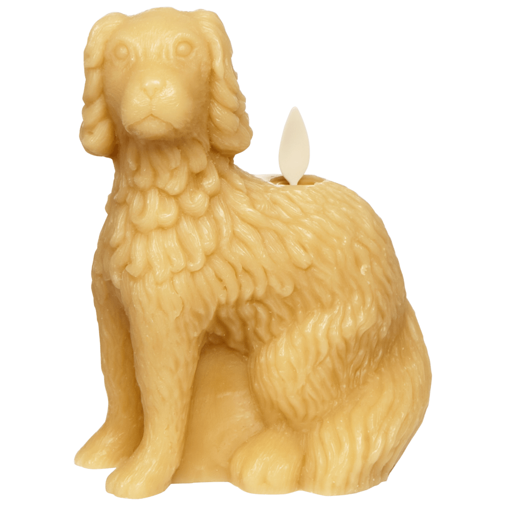 Staffordshire Spaniel in Gold