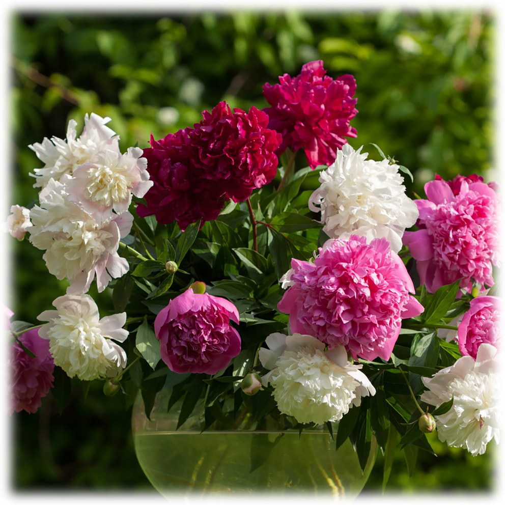 Mixed Colorful Peonies