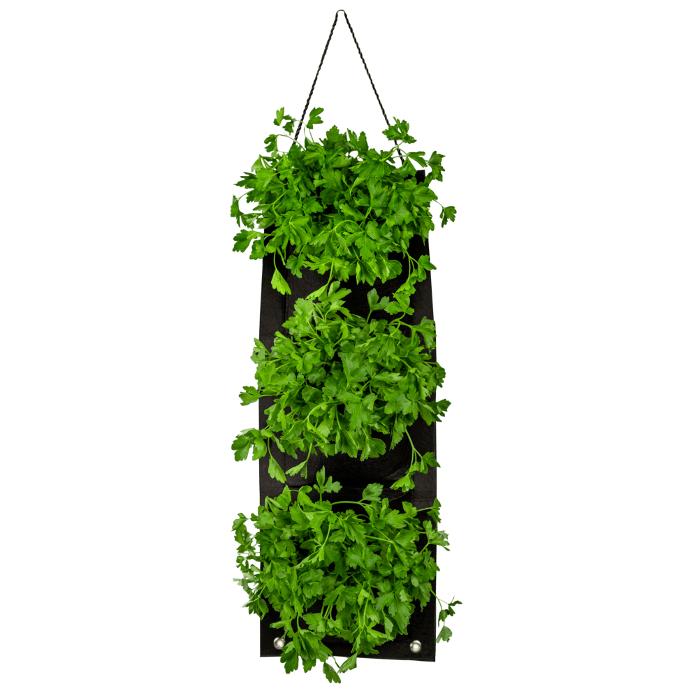 Organic Parsley