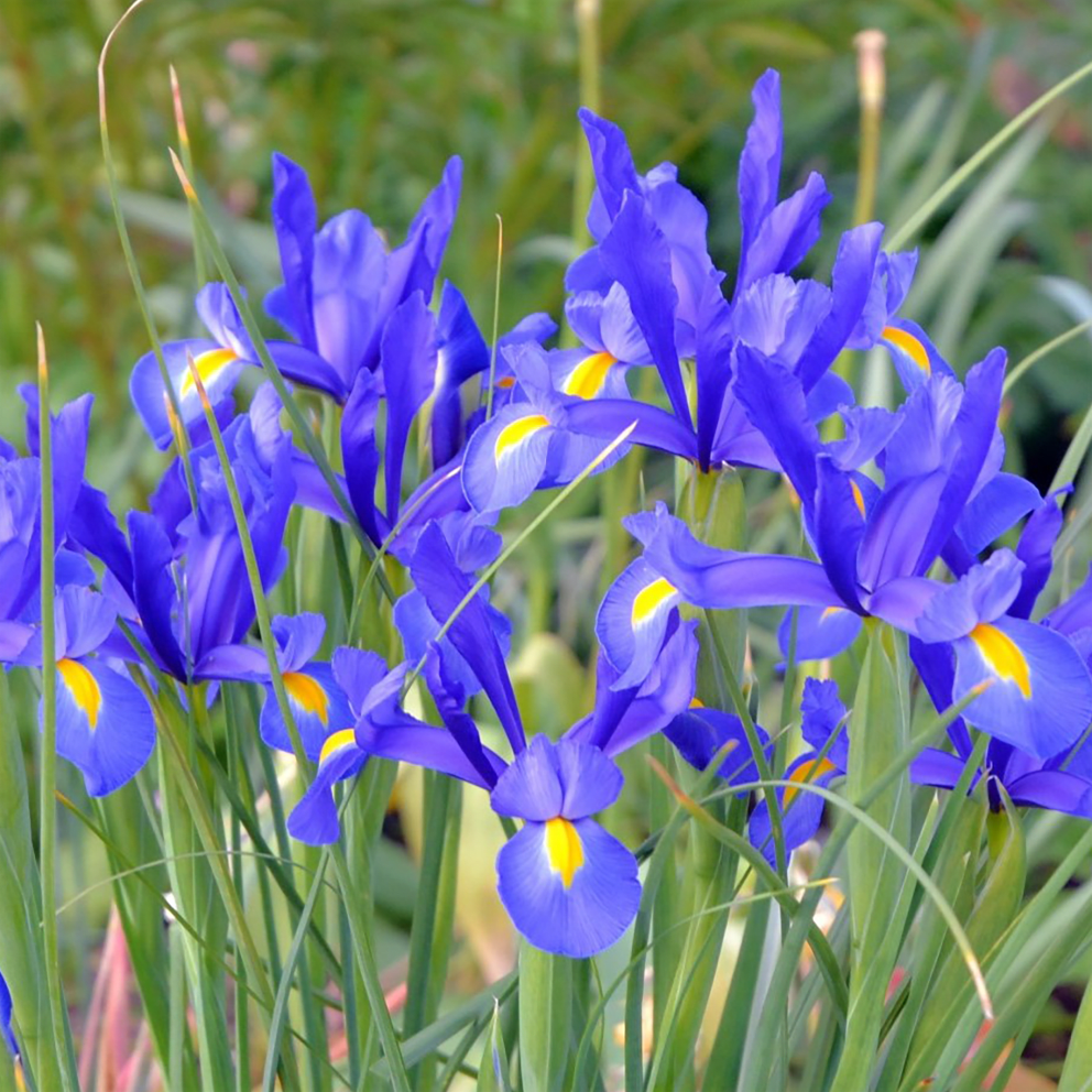 Mixed Dutch Iris