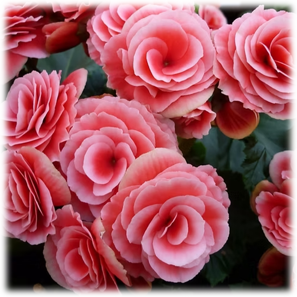 Sweet Strawberry Begonia