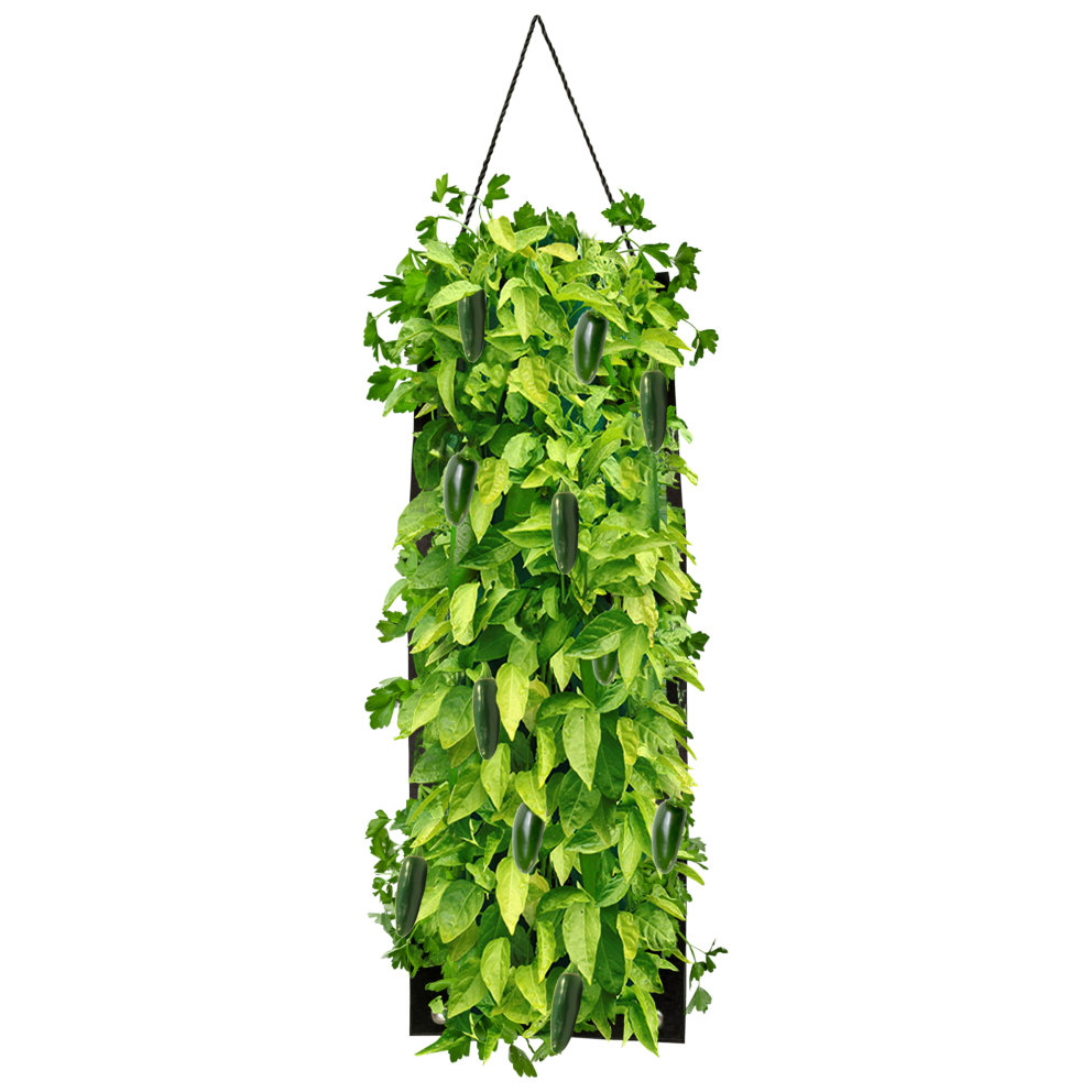Organic Jalapeno