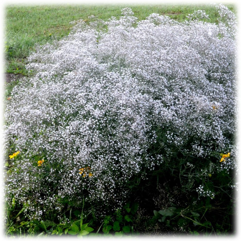Snowy White Baby's Breath Gypsophila