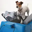 The Canine Treadmill