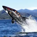 The Killer Whale Submarine