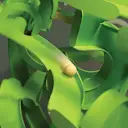 The Superplexus 3-D Labyrinth Orb