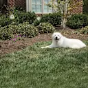 The Ultrasonic Barking Dog Deterrent