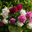 Mixed Colorful Peonies