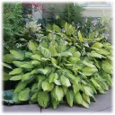 Hardy Heart Shaped Hosta Plant