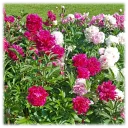 Mixed Colorful Peony