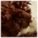 Chocolate & White